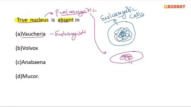 True nucleus is absent in смотреть онлайн