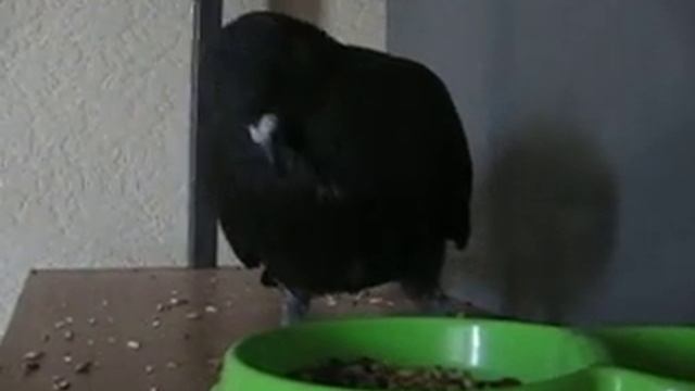 Голубь вертячник кушает | Handicapped pigeon pecking seeds смотреть онлайн