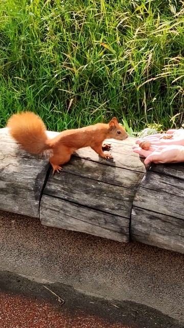 Белка: покажи вторую руку. Squirrel: show your other hand #shorts #shortsvideo #squirrel #белка #nu смотреть онлайн