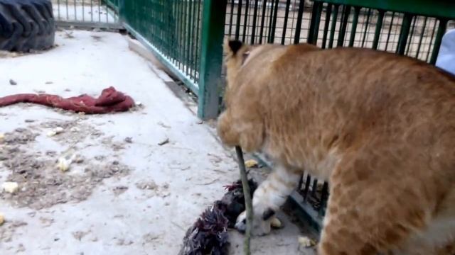 Бонечка, последние часы на Питерской земле смотреть онлайн