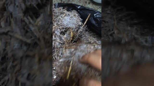 Зарастание Мицелия 18-день смотреть онлайн