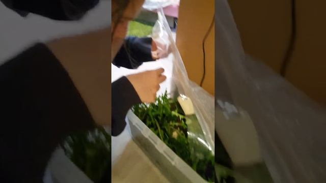 Ugdymas Seimoje 2021 09 10 Sraigiu Auginimas 04 Sliuzo Istorija, Luna Gauna Palaikyt Sraige