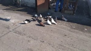 Николаевские  голуби  Донецкая обл