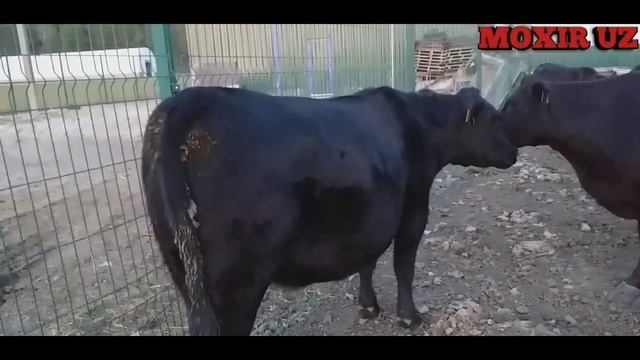 АМЕРИКАНСКИЙ АБЕРДИН АНГУС ПАРОДАЛИ МОЛЛАРИ! ABERDIN ANGUS.