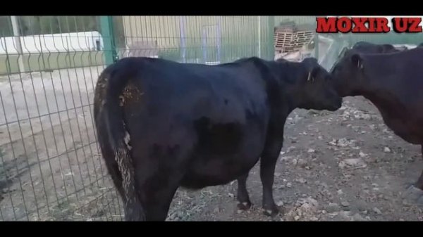 АМЕРИКАНСКИЙ АБЕРДИН АНГУС ПАРОДАЛИ МОЛЛАРИ! ABERDIN ANGUS.