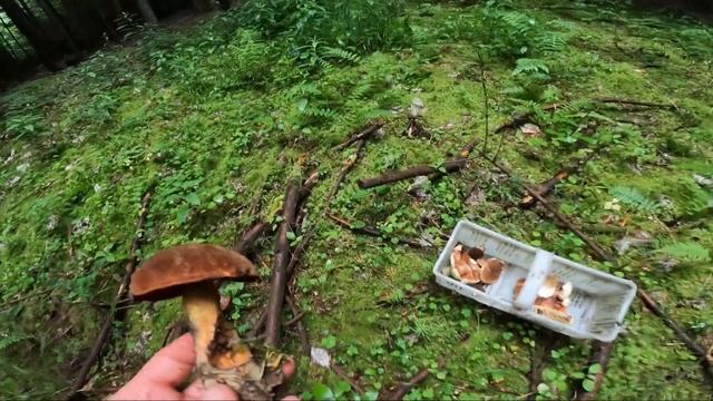 SZOK !!! Pierwsze Prawdziwki I Borowiki Szlachetne W Tym Roku !!! Udane Grzybobranie Czerwiec 2023