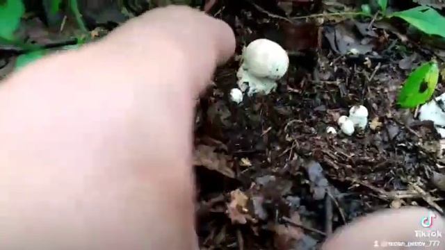 #грибы #белые #лето2021