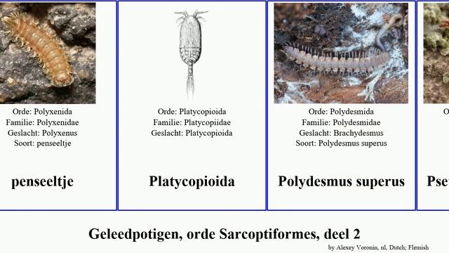 Geleedpotigen, orde Sarcoptiformes, deel 2 leucon elegans arthropoda fulvus salmonis Lithobius смотреть онлайн