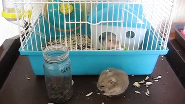 моя умная Чуда смотреть онлайн