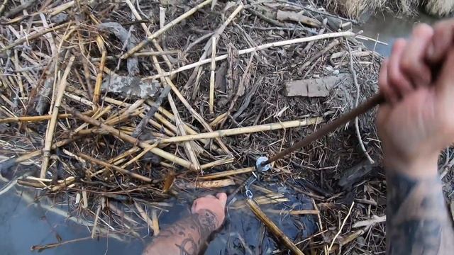 beaver trapping 2021 ep.4 {setting up a brand new property} {beaver encounter} смотреть онлайн