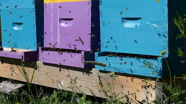 Bees going Crazy (not really) at Mask Island Farm смотреть онлайн