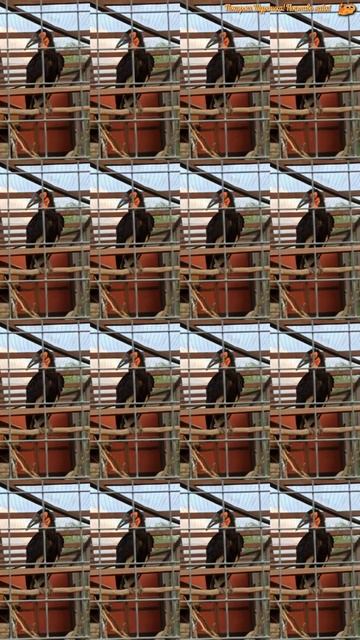 🙀 Я-чудо-птица!🙀 Кафрский ворон! 🙀Огромный птице-носорог! #юмор #прикол#птицаносорогтанцует смотреть онлайн