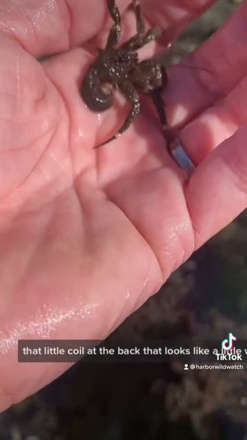 Hairy Hermit Crab without a shell. смотреть онлайн
