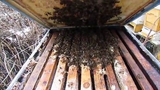 зимовка отцовских семей, которые позже всех в зиму готовил, летом от клеща не обрабатывал 3.02.2025 смотреть онлайн