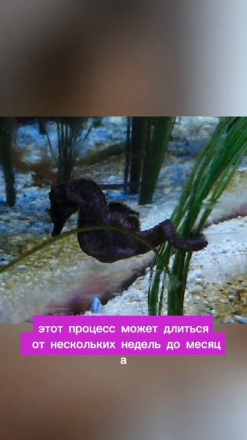 Самцы морских коньков: беременные папы #морскиеконьки #животные #морскаяжизнь #познавательное #факт смотреть онлайн