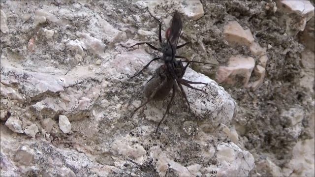 Örümceği Zombiye Çeviren Arı/Tarantula Avcısı Bizde de Var #BöcekReis ( Pepsis - Tarantula hawk) смотреть онлайн