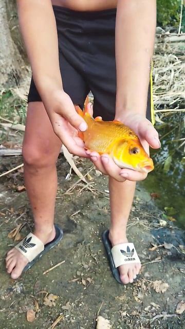 Карп Коя Красавиц Радует Детей. Кубань, Природа, Отдых, Сазан, Карась, Амур, Карп, Лобик, Линь. смотреть онлайн