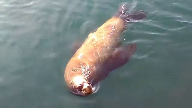 Сиуч .марской котик.(2) смотреть онлайн