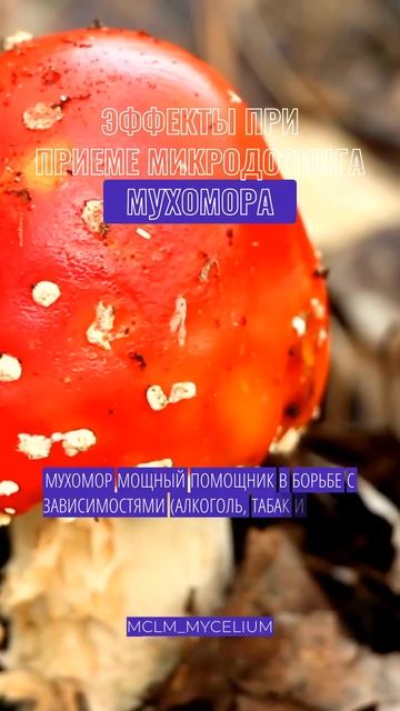 Мухомор мощный помощник в борьбе с зависимостями #mclm #лечебныегрибы #мухомор