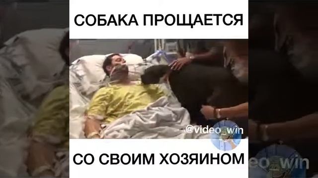 Собака прощается со своим хозяином. смотреть онлайн