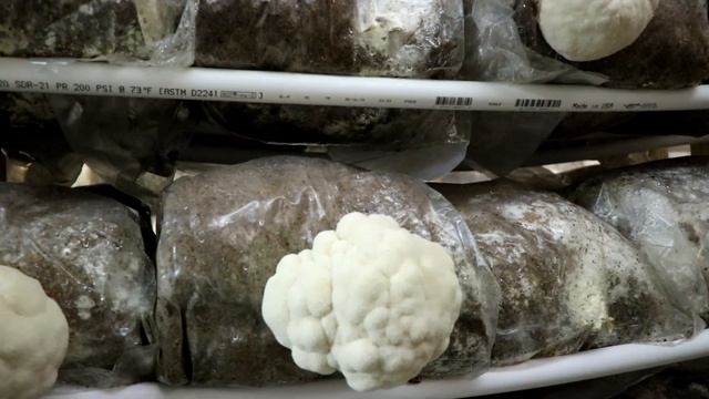 Goat Mix: Our New Oyster Mushroom Substrate смотреть онлайн