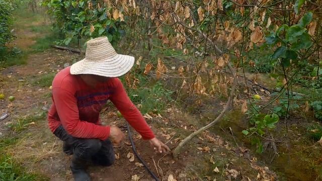 Prevencion Y Control  De Fusarium En El Cultivo De Maracuyá.