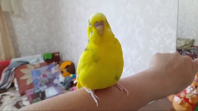 Mysterious Creatures