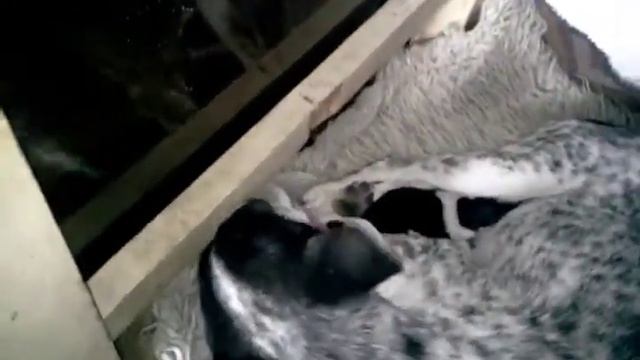 Puppies # 🍀 Shani's babies 1 / just born / - Бебетата на Шани 1 /току що родени / 🍀 смотреть онлайн
