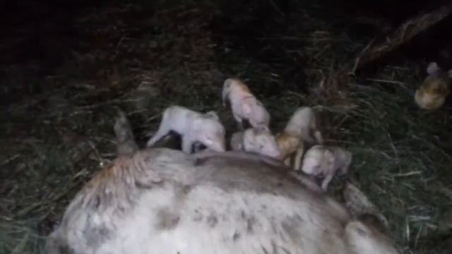 РОДИЛА ДВА РАЗА ЗА ДЕНЬ.... смотреть онлайн