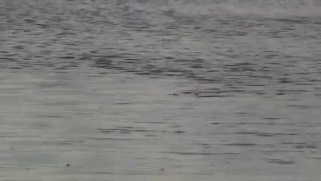 the bonefish war смотреть онлайн