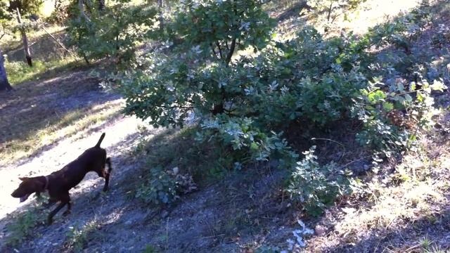 Truffle Hunting In Italy