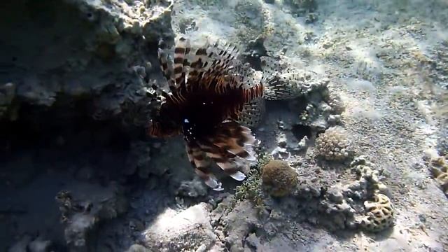 Perutýn ohnivý [Pterois volitans] (Lionfish) смотреть онлайн