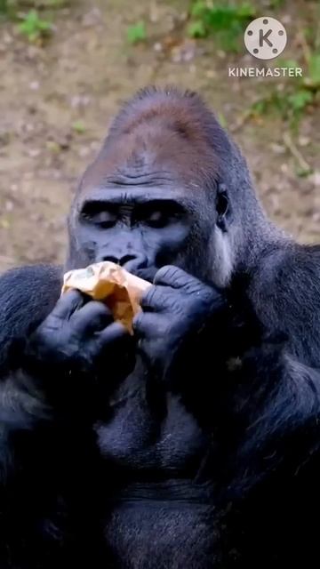 eating banana by chimpanzee #shorts смотреть онлайн