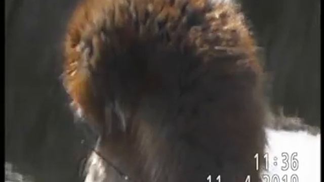 ONDATRA ZIBETHICUS УВЕРЕНА, ЧТО НЕ РАЗОЧАРУЕТ... смотреть онлайн