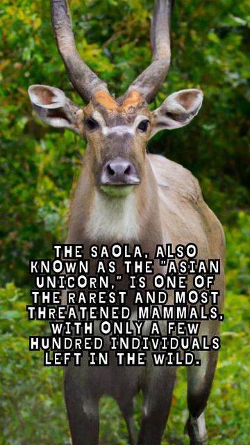Saolas Fact смотреть онлайн