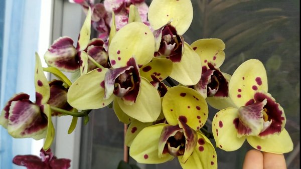 Цветение орхидей. Орхидея черный Дикий кот, пелорик Альбуфера, Little Emperor, фаленопсис Синголо.