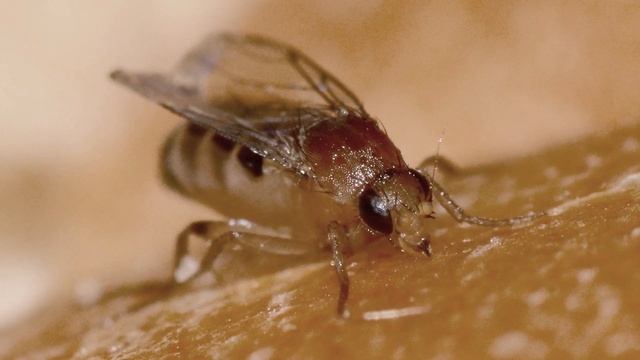 The Coffin Fly: An Informative Video About This Macabre Insect смотреть онлайн