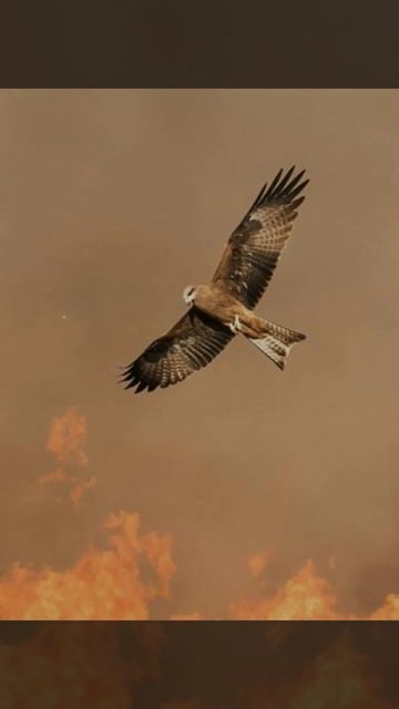 This bird burn the place only to get food смотреть онлайн