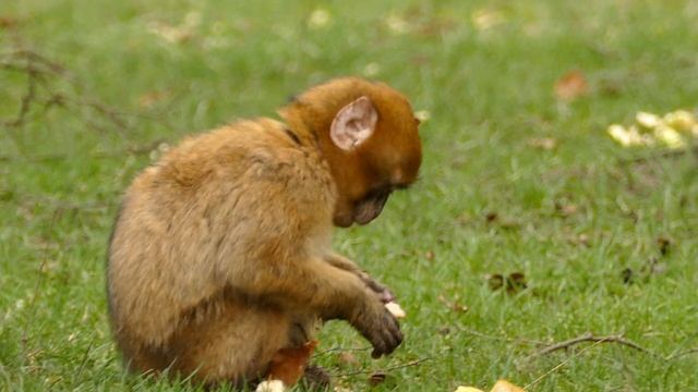 Monkey beat for upcoming rap song "Monkey Rap" смотреть онлайн