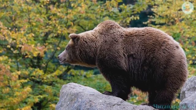 Чому пес живе коло людини Легенда А5 НУШ смотреть онлайн