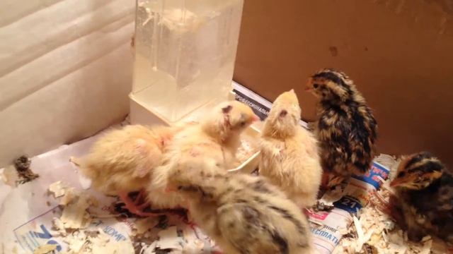 Перепелята. смотреть онлайн