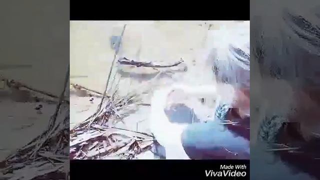 Клип : Грибы - Тает лёд смотреть онлайн