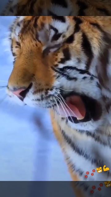 Siberian Tiger Roar | Angry Siberian Tiger | Biggest Tiger Ever | Beautiful Siberian Tiger 🐾🐾👑🐯💪🐅 смотреть онлайн