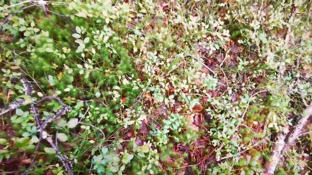 В лес по грибы / кто-то в лесу смотрит телевизор :) смотреть онлайн