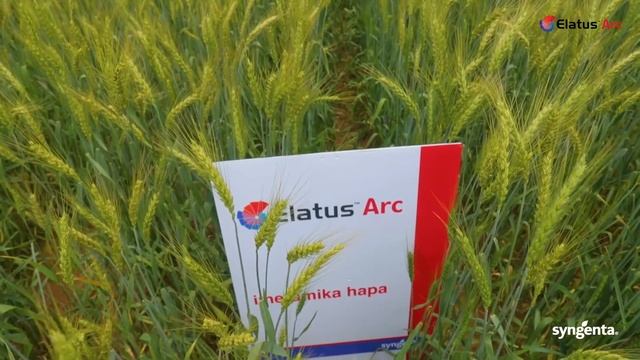 Elatus Arc Testimonial