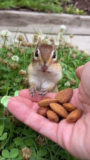 #животные #белка #милота #федерикофеленни #Shorts смотреть онлайн