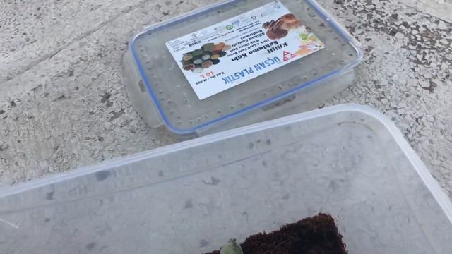 Ζευγάρι αφρικανικών γρύλων μαχητών στην συλλογή смотреть онлайн