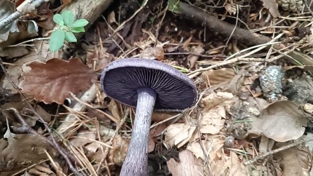 Cortinarius Violaceus (06/09/2023) Forêt De Saint-Sulpice