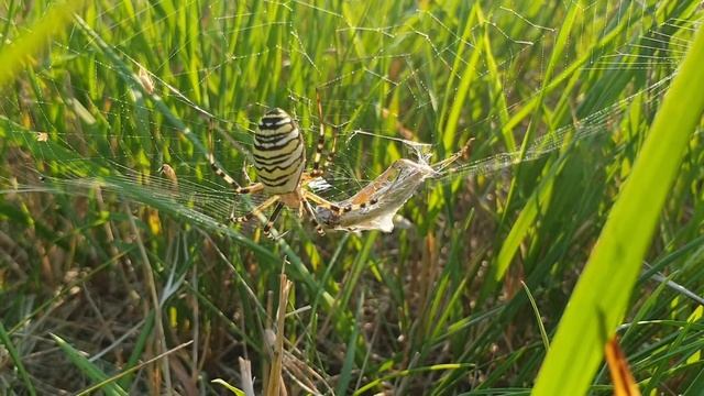 Tygrzyk paskowany (Argiope bruennichi) wraz ze złapanym prostoskrzydłym смотреть онлайн