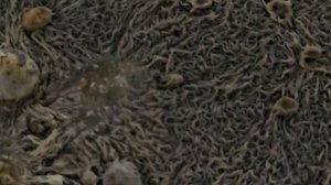 Органическое удобрение с голубиного помета